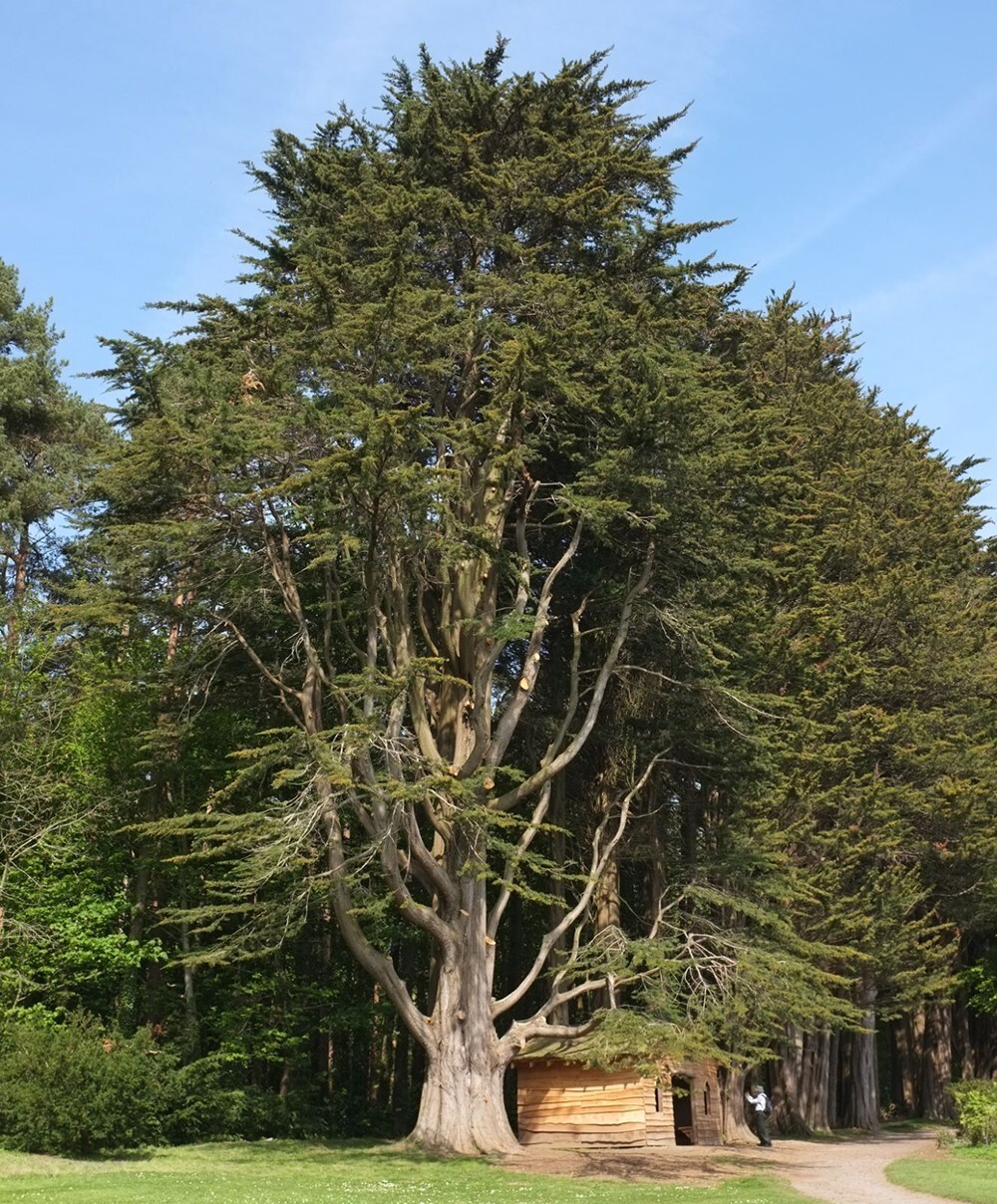 Monterey Cypress | Premium Seeds | Cupressus macrocarpa | Plants’®