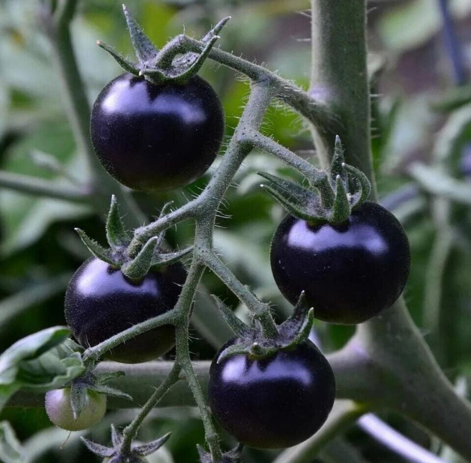 120+ EUROPEAN BLACK CHERRY TOMATO SEEDS – SWEET – HEIRLOOM -NON GMO – RARE