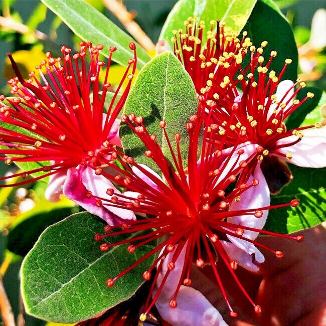 20 PINEAPPLE GUAVA TREE SEEDS “Brazilian Fig Guava Fruit” Tropical Flower Plant
