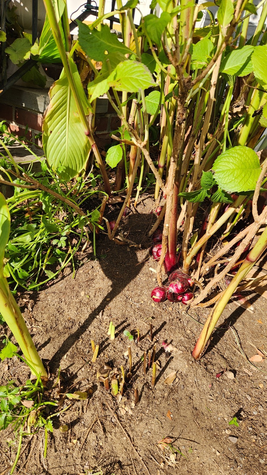 Huge, 12-15 ‘ Red Canna Lily 12 Total Rhizomes