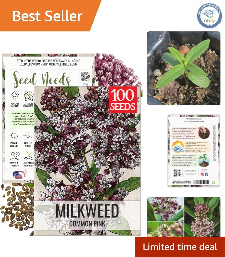Common Asclepias Syriaca Milkweed Seeds – 1 Pack for Perennial Butterfly Blooms