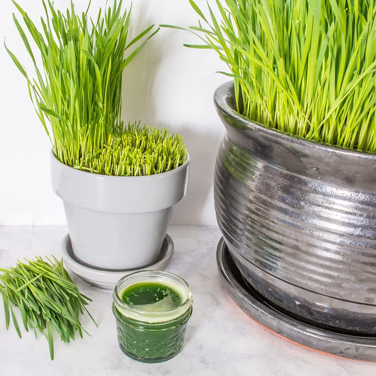 1 Pound of Cat Grass Wheatgrass Seeds Non GMO Sprouting Nutritious Health to Eat