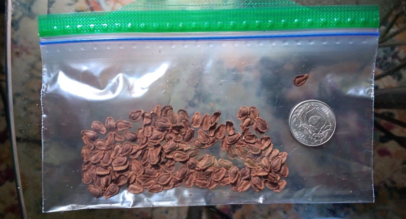 Common Milkweed Seeds, Attract Monarch Butterflies, Native Wildflower, Easy Grow