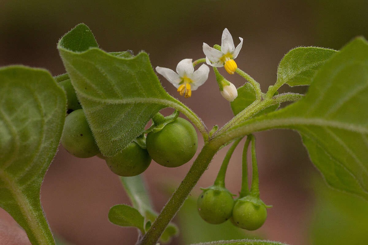 American Black Nightshade Seeds (Solanum americanum )