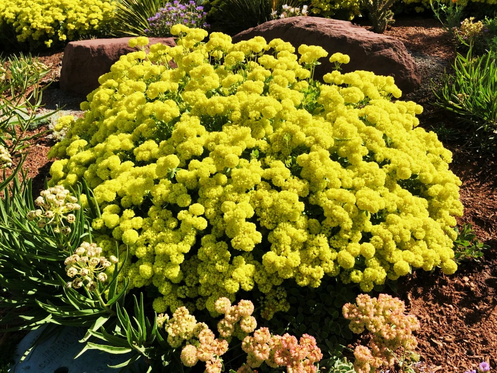 Sulphurflower BUCKWHEAT Flower Eriogonum umbellatum beautiful flower Yellow