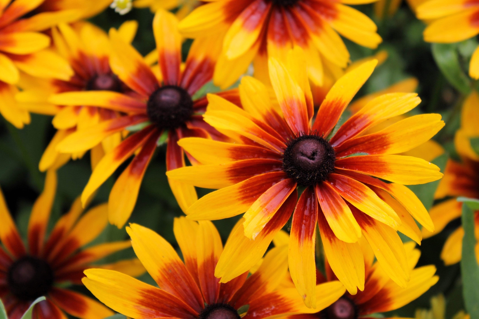 4000 GLORIOSA DAISY INDIAN SUMMER Rudbeckia Hirta Flower Seeds *Flat S/H