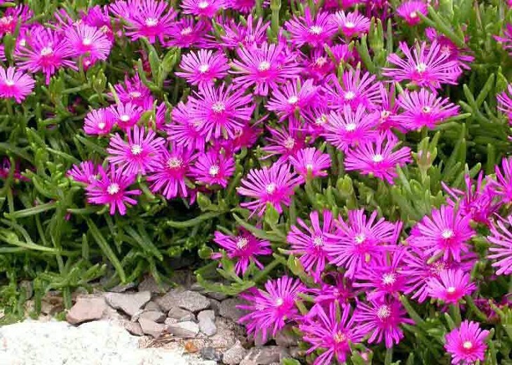 20 ICE PLANT Seeds (Delosperma Cooperi) Daisy Flower Hardy Ground Cover Plant