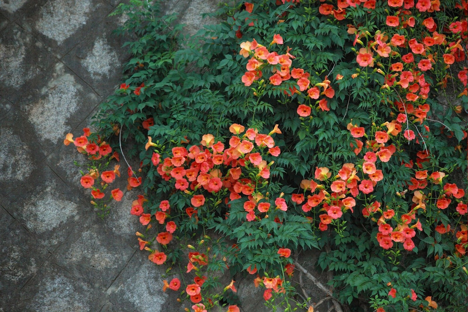 20 Heirloom Flower Seeds- Campsis – Trumpet Vine