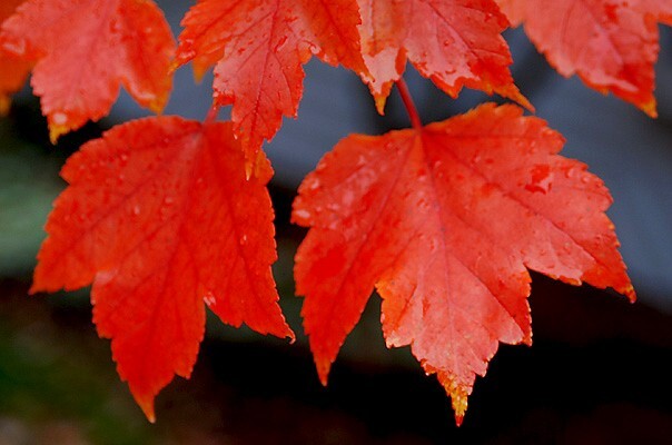 Southern Red Maple Tree | Premium Seeds | Acer rubrum ‘Summer’ | Plants’®