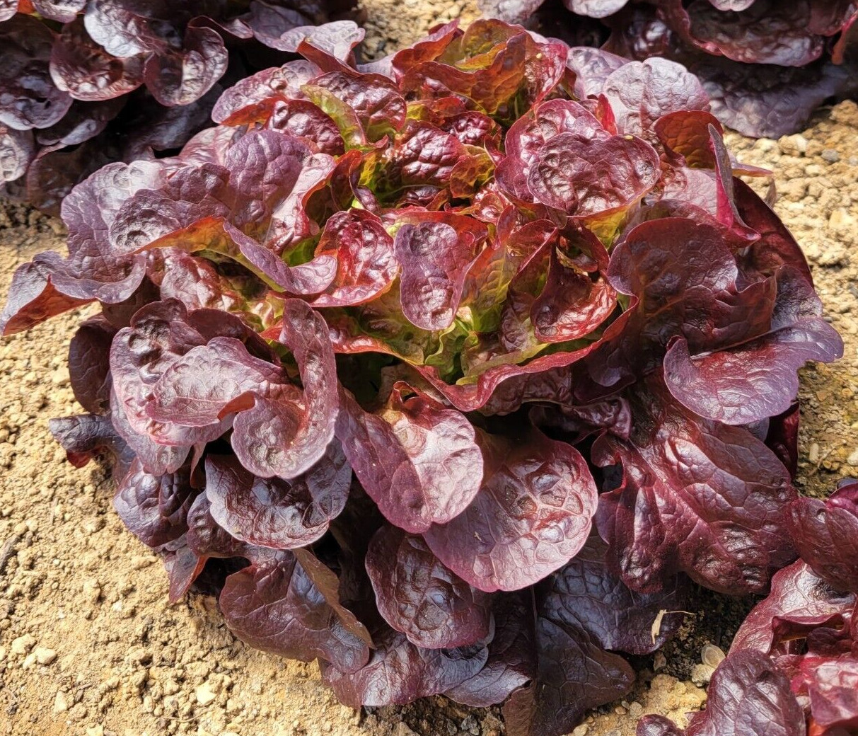 2g Fresh New Harvested Oakleaf Red Leaf Premium Lettuce Seeds-A 87