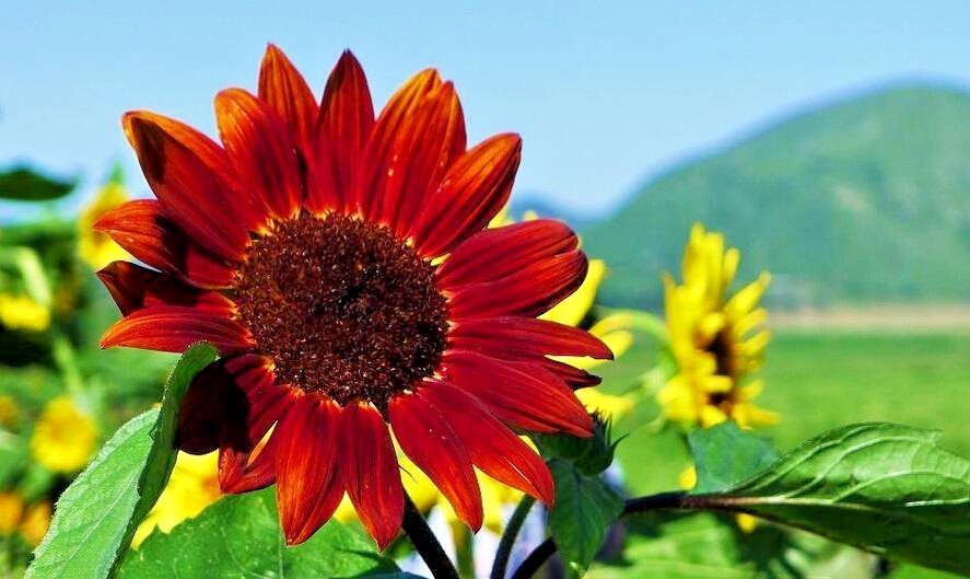 51+RED SUN SUNFLOWER Seeds Branching Cut Flowers Summer Garden Native Plant Easy