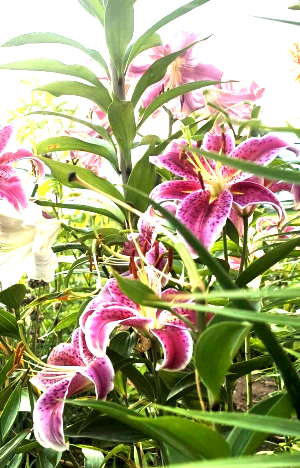 Lily Flower Bulbs 4 Stargazer Pink White Large Exquisite Flowers Spring Plant