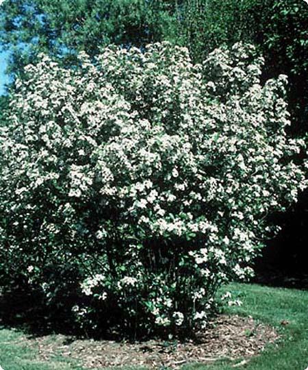 Black Chokeberry Shrub, Aronia melanocarpa, Seeds (Edible, Fall Color, Hardy)
