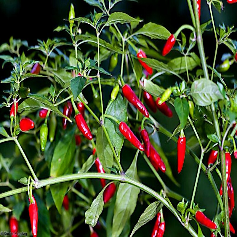 50 GUAM BOONIE PEPPER SEEDS “Doni Sali” (Capsicum chinense) RARE ULTRA HOT 2024