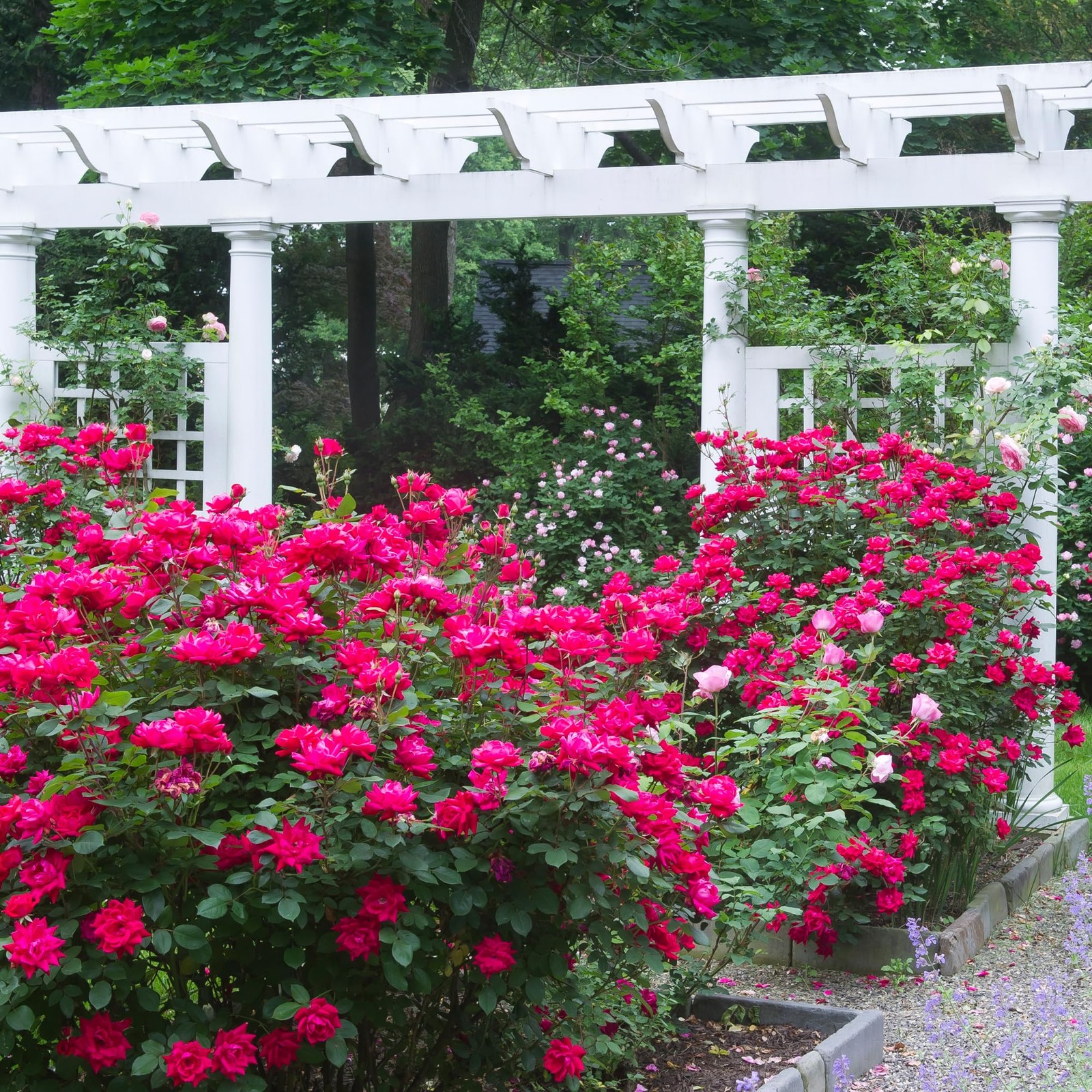 Double Knock Out Rose 1 Gallon Cherry Red 3-4′ H x 3-4′ W – Full Sun to Part
