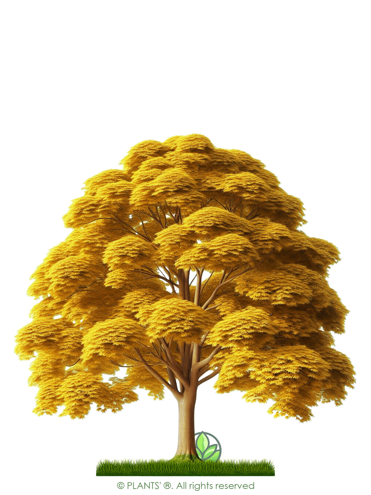 Field Maple Tree | Premium Seeds | Acer campestre ‘Fall’ | Plants’®
