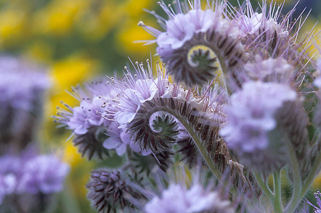 lacy phacelia PURPLE TANSY flower 1165 seeds! GroCo – BUY ANY 10 – SHIPS FREE