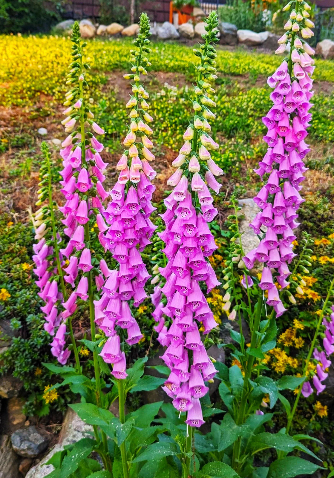 Foxglove Seeds | Mixed Colors Purple Perennial Tall Pollinator Flower Seed 2025