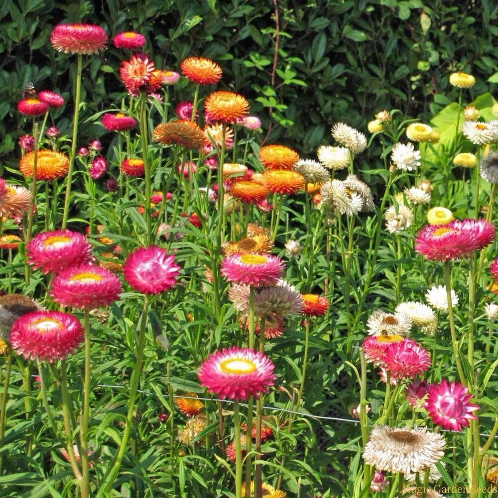 500+ STRAWFLOWER TALL Mixed Seeds – Cut Flowers 36″ Tall Non-GMO, Heirloom USA