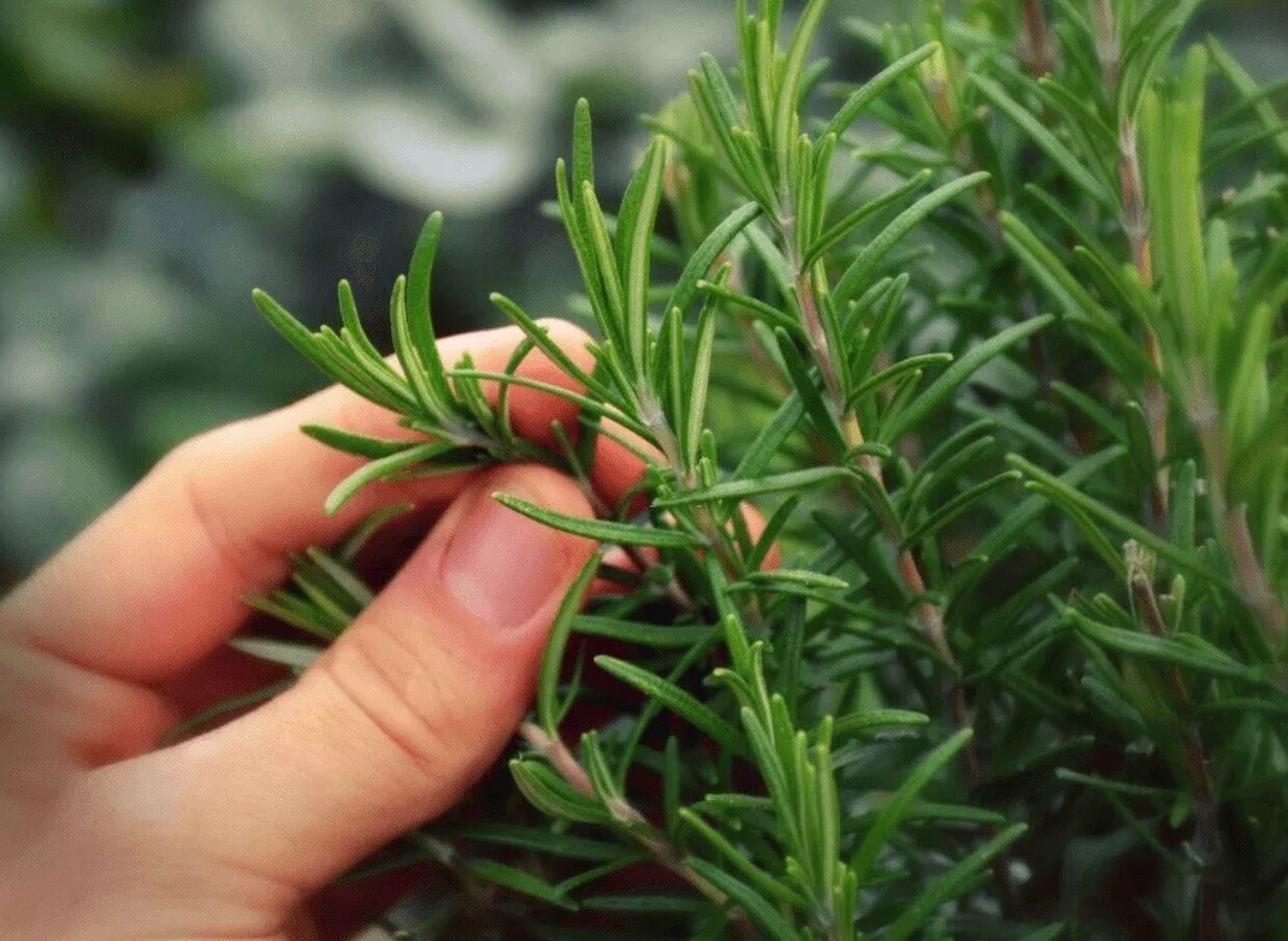 Rosemary Seeds | Heirloom | Non-GMO | 125 mg (approx 50 Seeds)