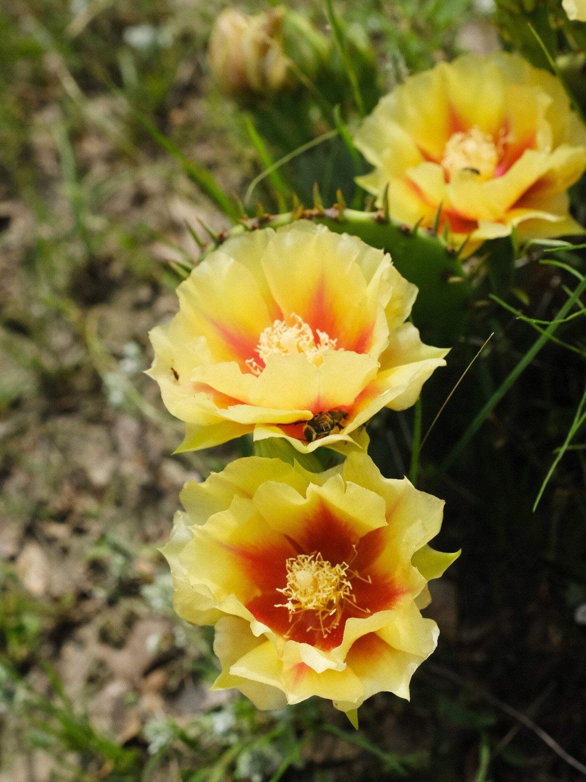 10 Yellow PRICKLY PEAR CACTUS Opuntia Ficus-Indica Flower Seeds