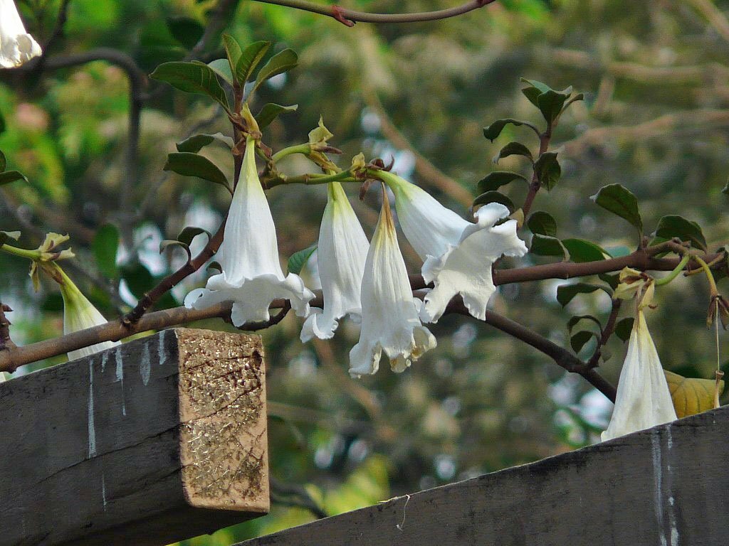 Beaumontia grandiflora | Herald’s Trumpet | Easter Lily Vine | 10 Seeds