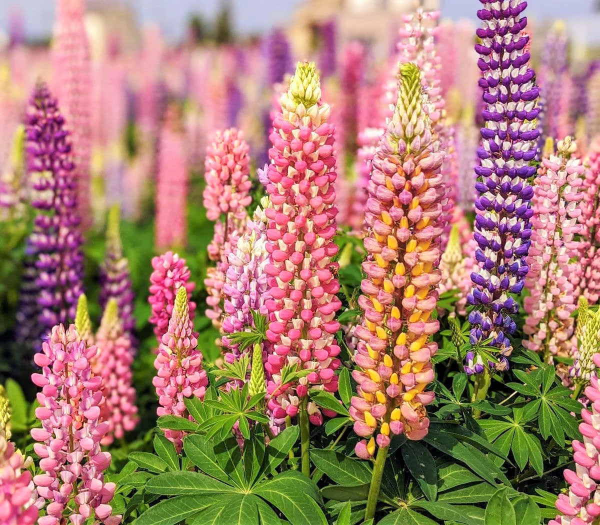 Russell Mix Lupine Seeds | Rainbow Lupin Bluebonnet Perennial Flower Seed 2024
