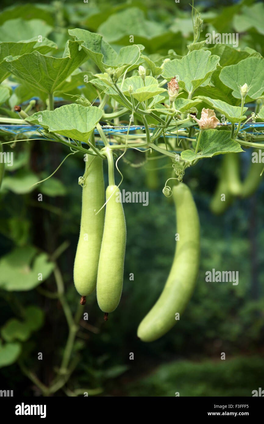 5 Pcs Bottle Gourd Seeds | Calabash Gourd, Gourd, Dudhi ,Dudi Seeds-USA seller