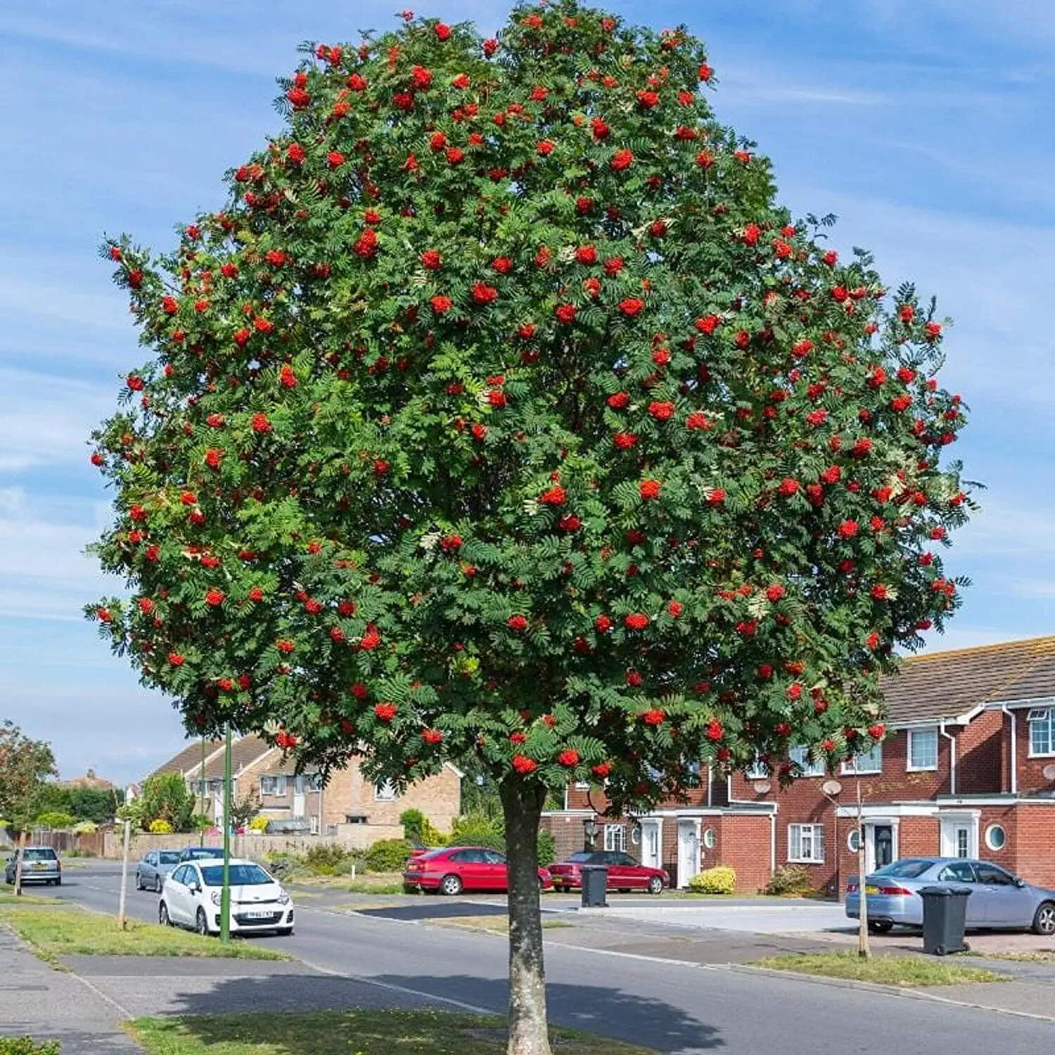 10 Mountain Ash Seeds for Planting Sorbus Aucuparia