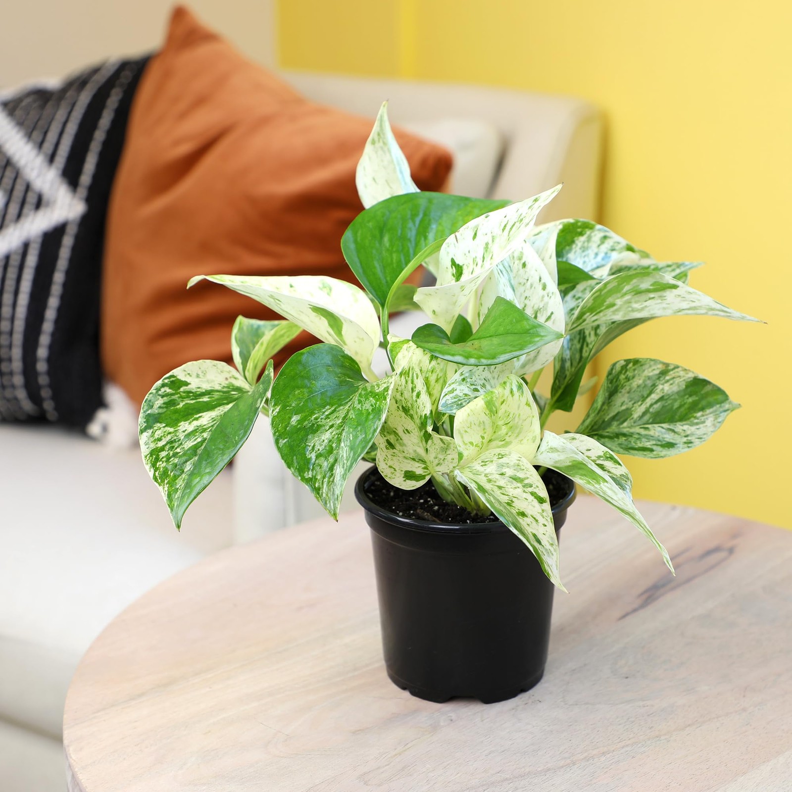 Deluxe Houseplants (3 Pack), Assorted Popular Live Indoor Plant Varieties, Ea…