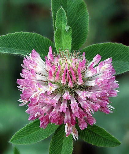 20 LBS RED CLOVER FOOD PLOT SEED FOR DEER, TURKEY, WILDLIFE, COATED SEED