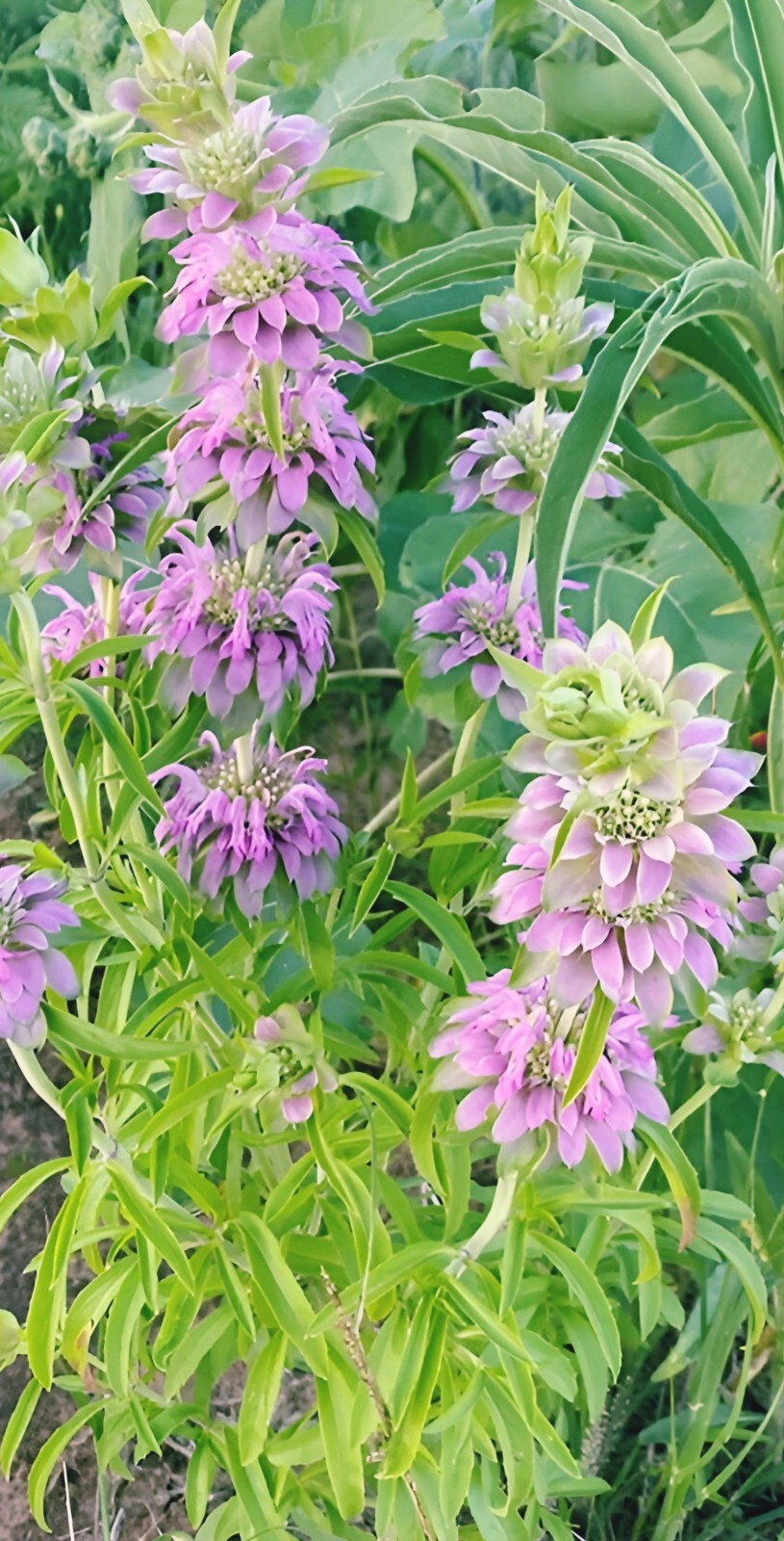 1000 LEMON MINT FLOWER | FRESH SEEDS FREE SHIPPING “BEE BALM”