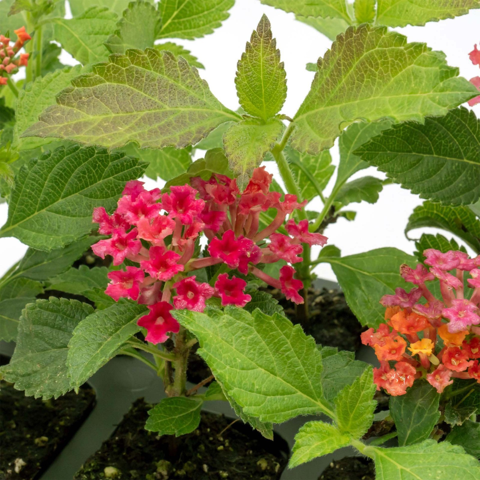 Irene Lantana in 2.5” Nursery Cubes (Lantana camara ‘Irene’) | Flowering Plants