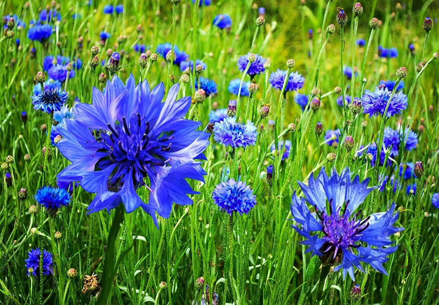 Bachelor Button Seeds , Tall Blue Flower Seeds,”COOL BEANS N SPROUTS”