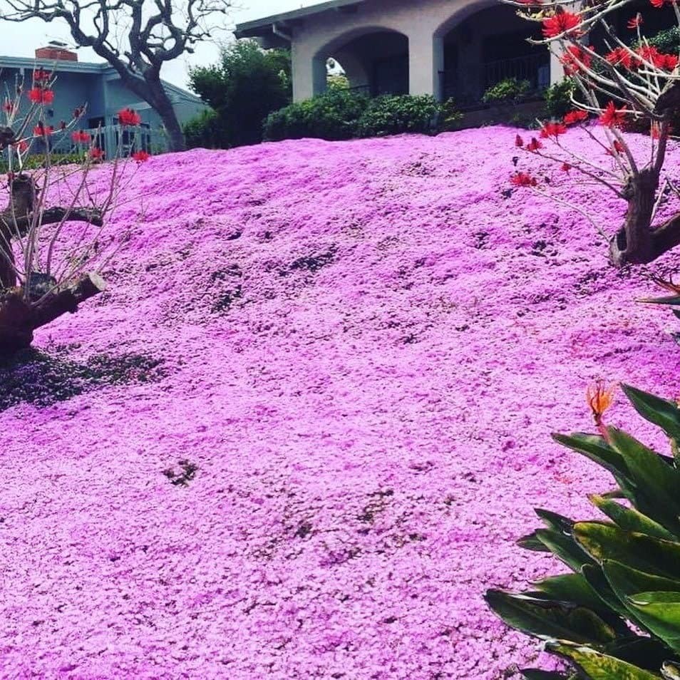 Dichmag 15000+ Purple Carpet Creeping Thyme Ground Cover Seeds for Planting -…