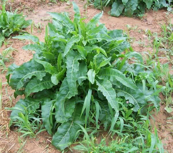 Curly Dock, Yellow Dock Seeds (Rumex Crispus)