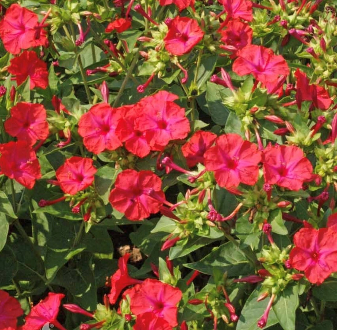 Red Four O’Clock Flower Seeds
