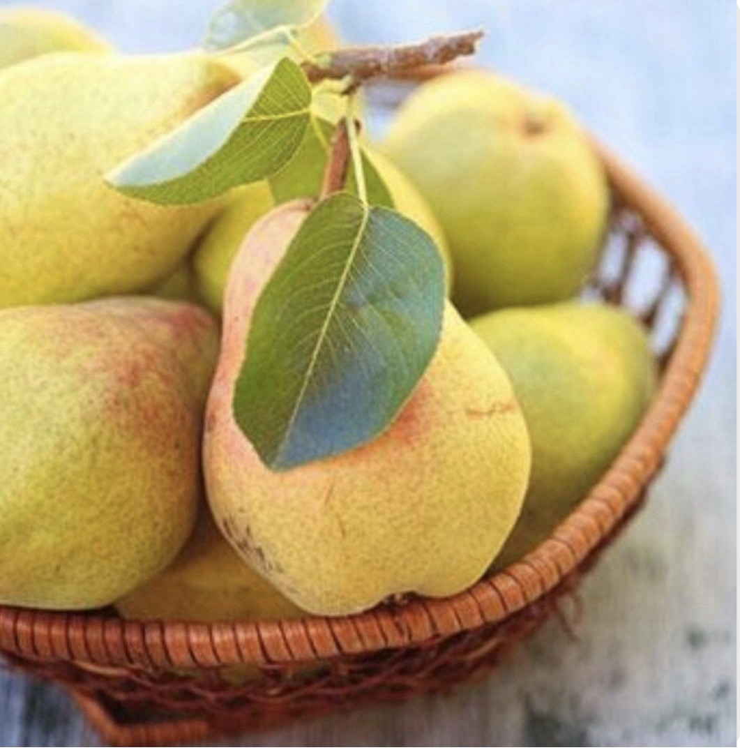 18-26” tall Grafted Luscious pear potted 1-2 years old