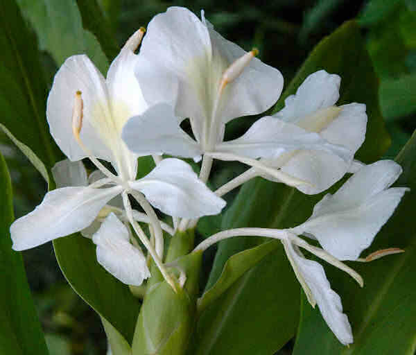 Medicinal Fragrant Ginger Butterfly Hedychium Coronarium 1 Live Plant Rhizome