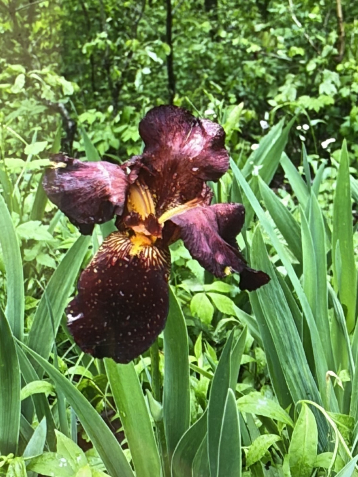 Bearded Iris Rhizomes Burgundy Yellow Perennial Flower Bulb BOGO + Bonus Gift