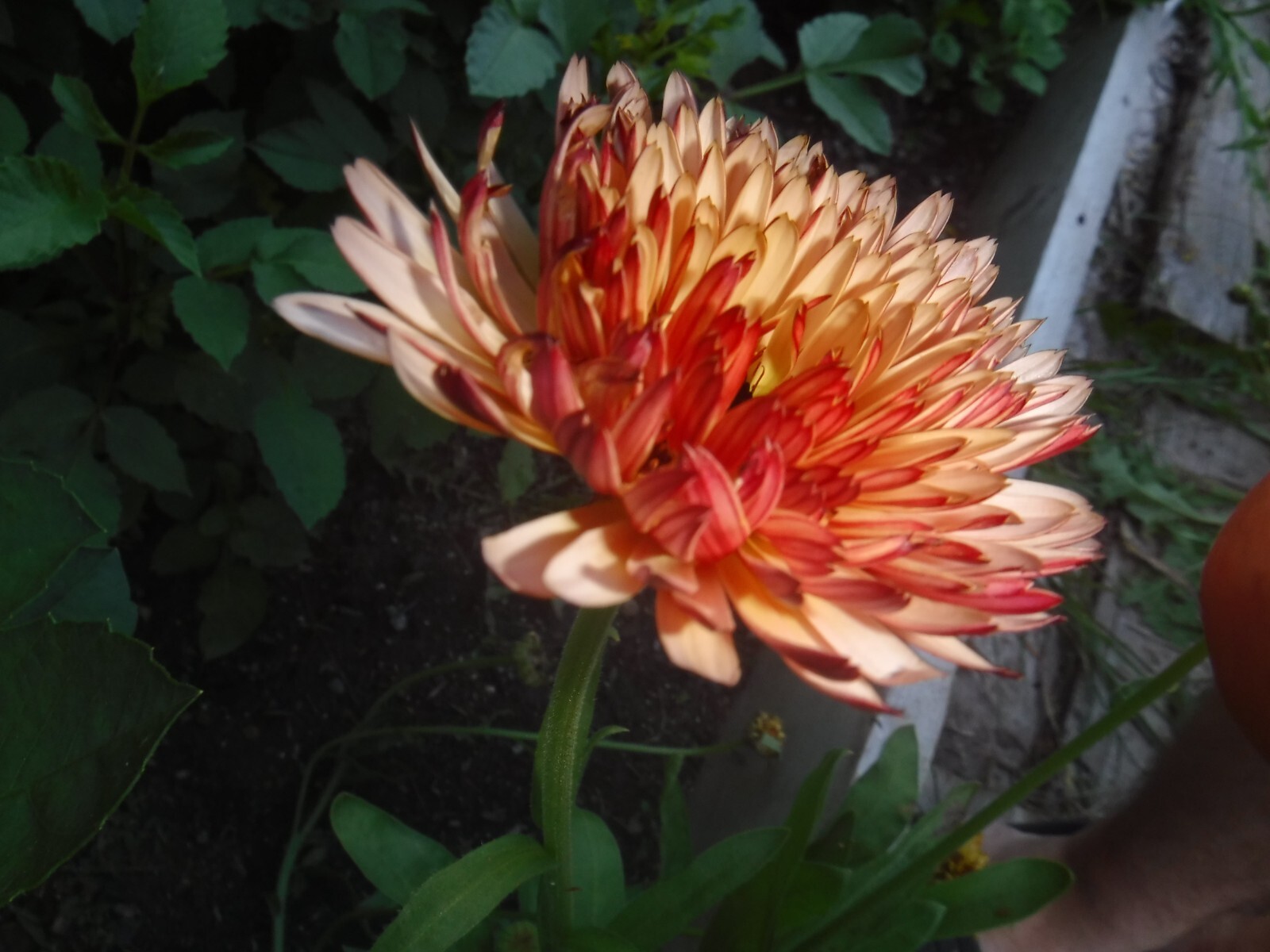 calendula mix 35+ Seeds