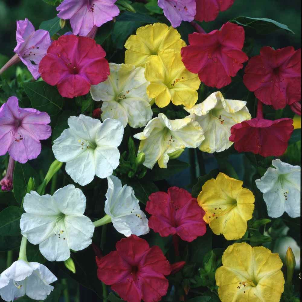 1 LB Four O’ Clock Seeds – Mirabilis Jalapa Wildflower Seed Mix