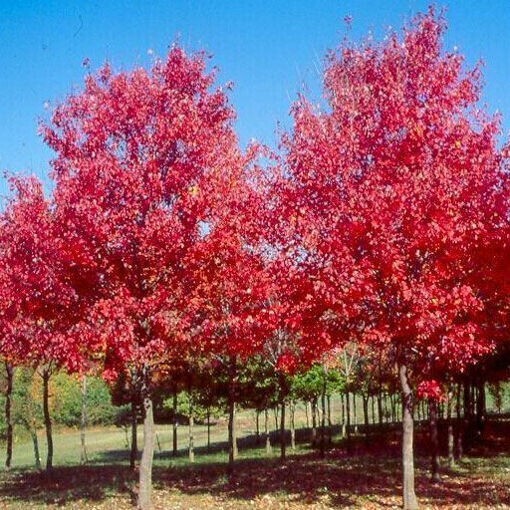 50 TREE SEEDS: Red Maple (Acer rubrum) | USA SELLER – Hand picked April 2025
