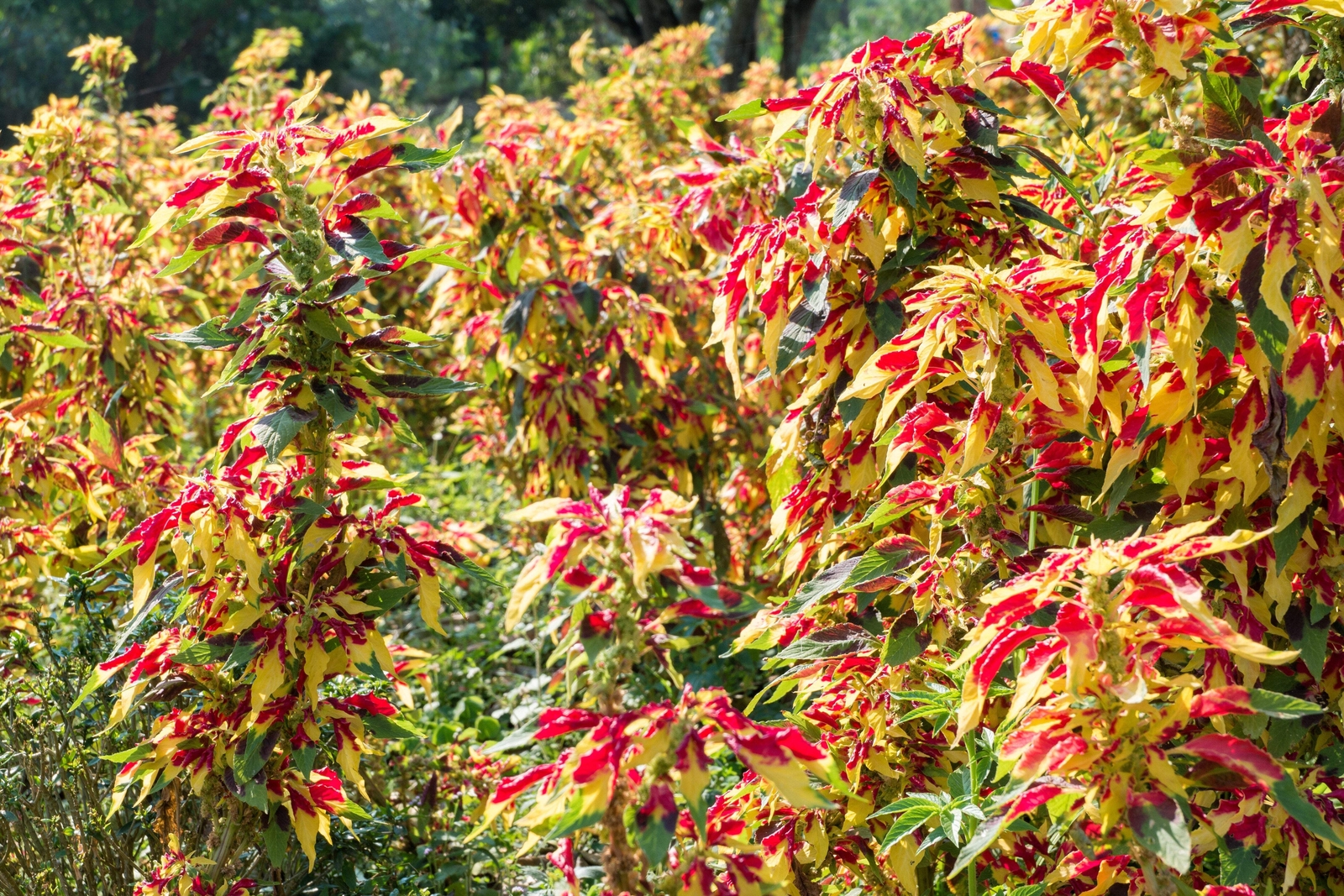 150 TRICOLOR AMARANTHUS PERFECTA Summer Poinsettia Amaranth Flower Seeds *CombSH