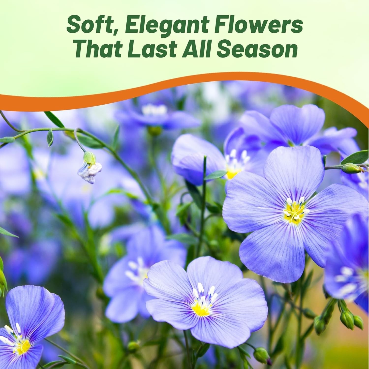 Easy Planting 5000 Blue Flax Seeds – Attract Pollinators & Enhance Your Garden