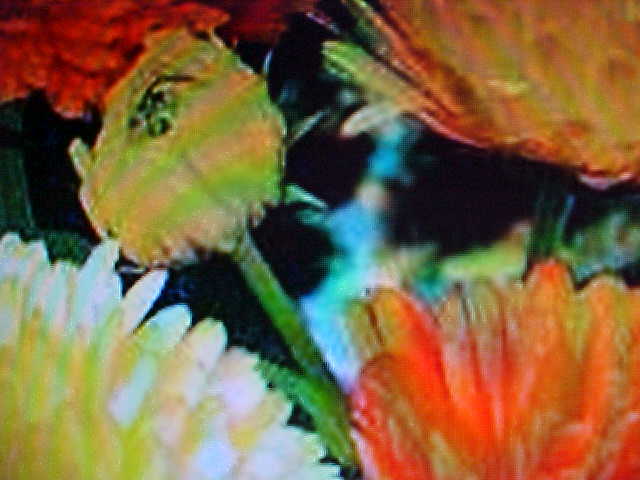 1/16 POUND BULK CALENDULA 8-12″ TALL FLOWER 3600 SEED