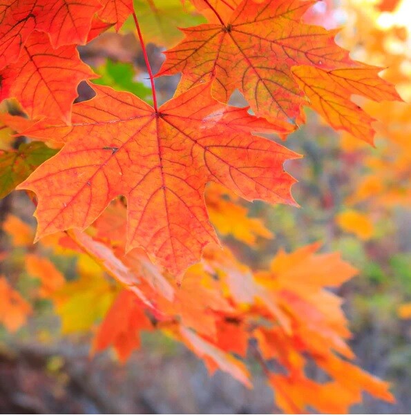 FAST GROWING TREE SEEDS: Sugar Maple (Acer Saccharum) | Size: 10-100 | Native