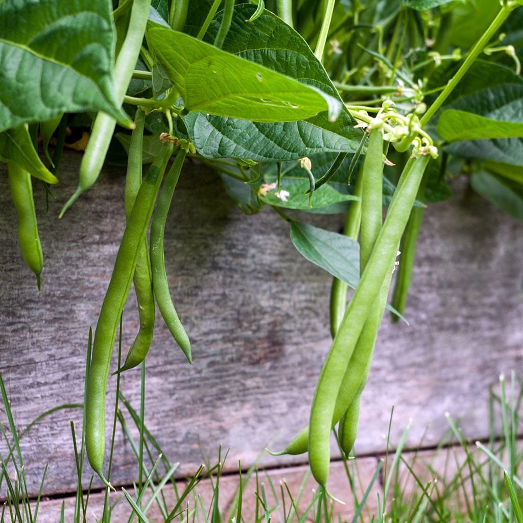Jade ll Bush Green Bean Seeds, Stringless Treated. FREE SHIPPING!