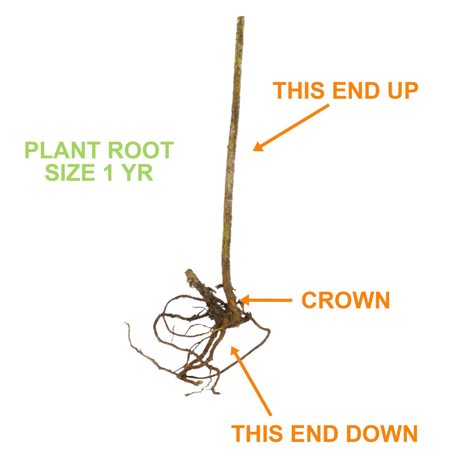 Garden State Bulb Brandywine Raspberry Bare Root for Spring Planting, Non-GMO