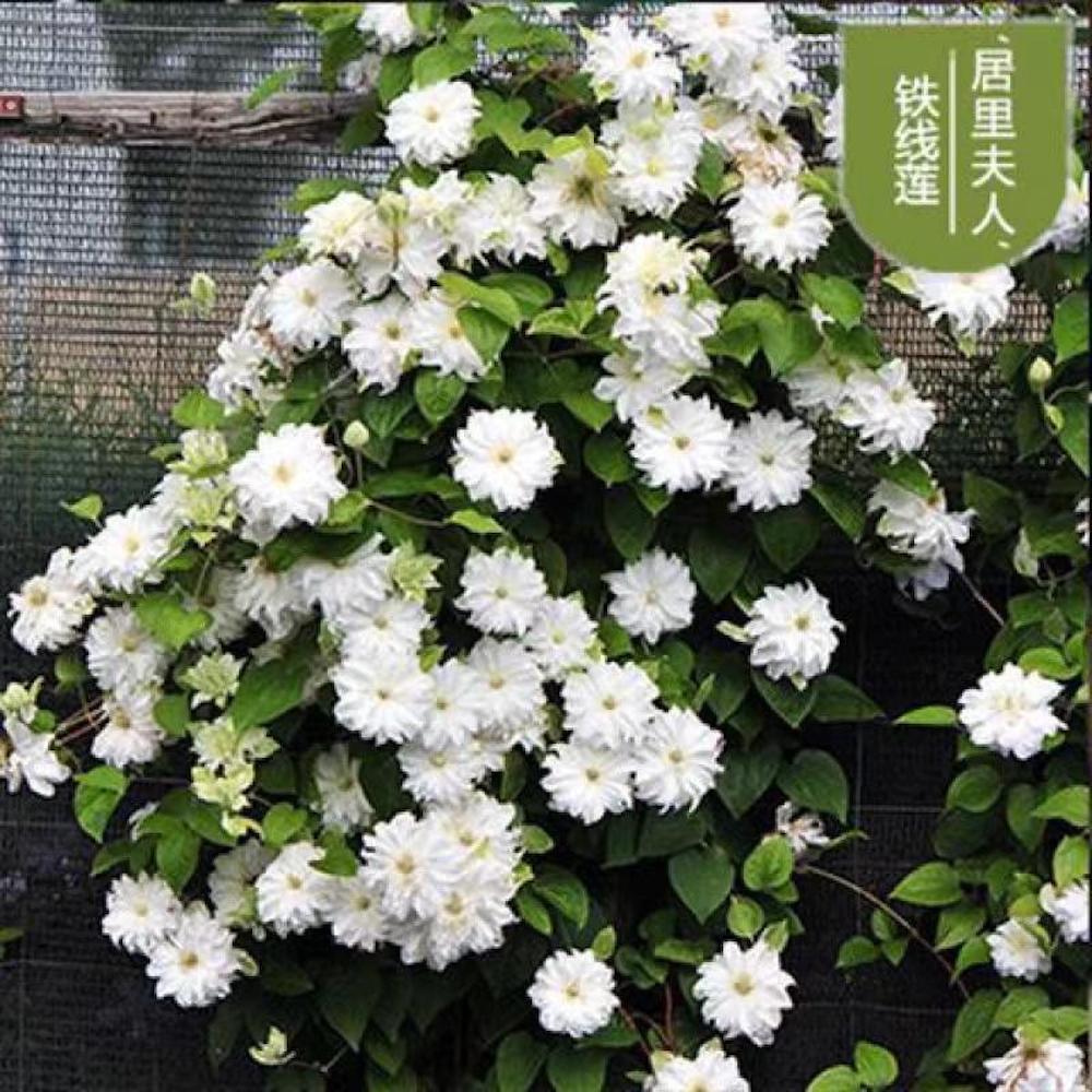 25pc CLEMATIS SEEDS Garden Plant Flower vine climber USA seller FREE shipping